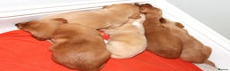 Cockerdor dogs for sale: Lovely Cockerdor puppies for sale  - Advert 5