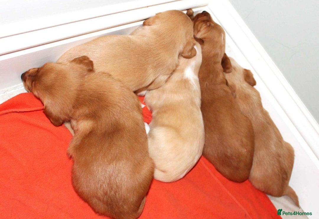 Cockerdor dogs for sale: Lovely Cockerdor puppies for sale  - Advert 5