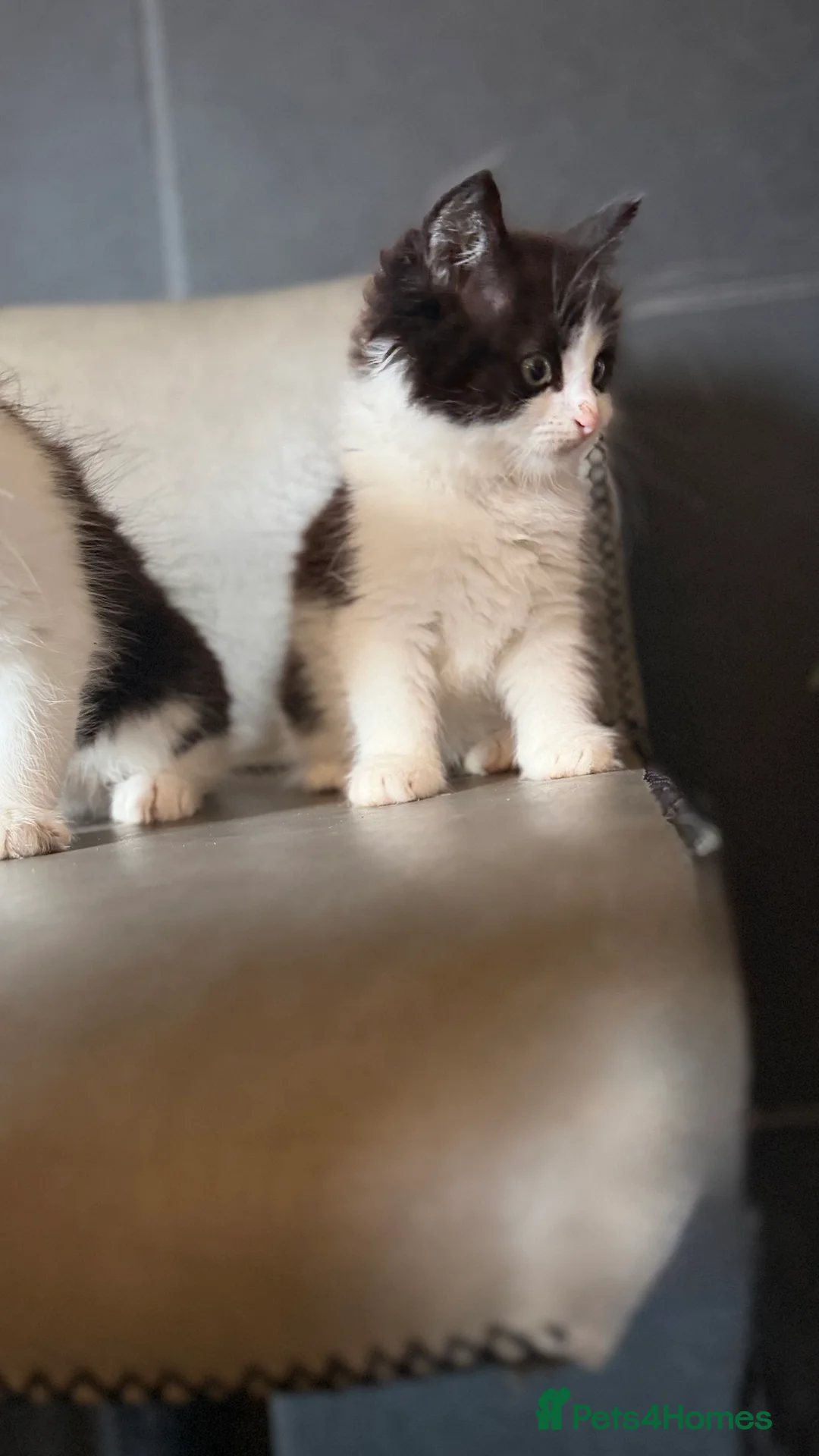 Mixed Breed cats for sale: Ragdoll x - Advert 2