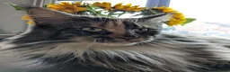 Maine Coon cats for sale: New home for Bonnie  - Advert 2