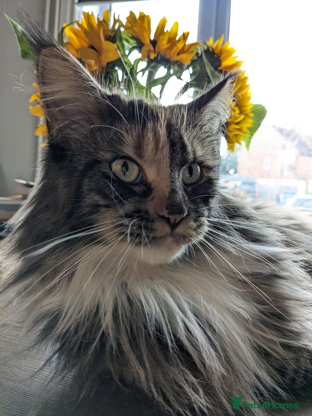 Maine Coon cats for sale: New home for Bonnie  - Advert 2