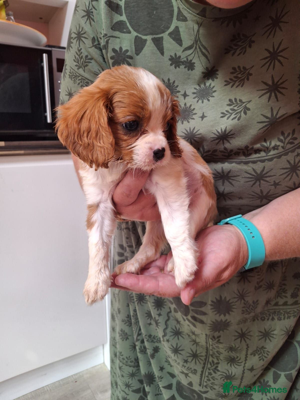 Cavalier King Charles Spaniel dogs Cavalier kings charles puppie - Advert 1