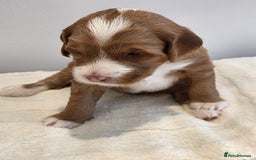 Australian Labradoodle dogs for sale: Australian Labradoodle Puppies  - Image 9