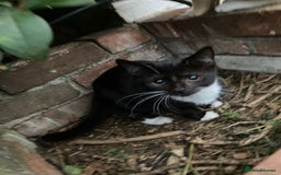 British Shorthair cats for sale: Loving kittens looking for a loving home - Image 7