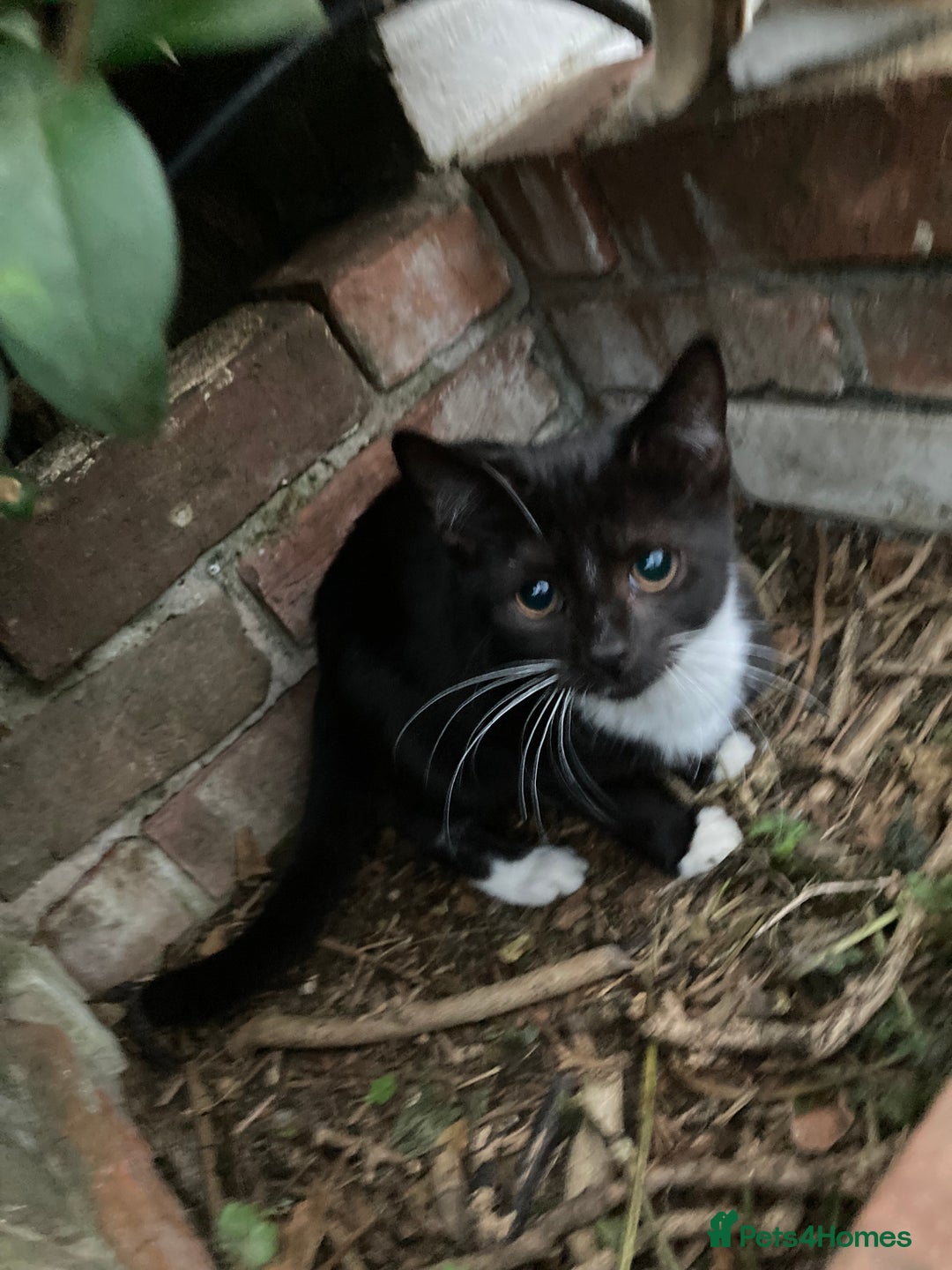 British Shorthair cats for sale: Loving kittens looking for a loving home - Image 7