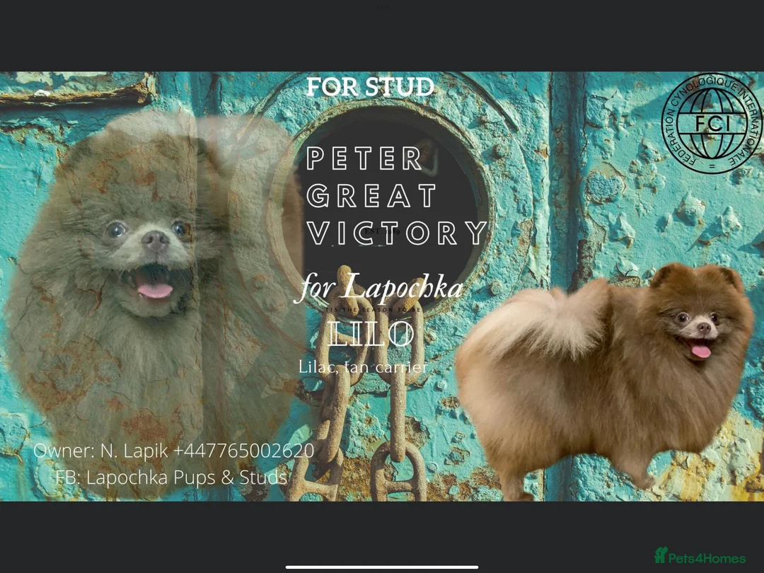 Pomeranian dogs for stud: Lilac and tan carrier tiny boy for stud in Lanark - Advert 12