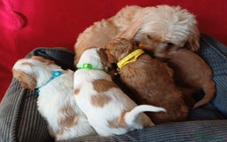 Cavapoo dogs for sale: F2 Cavapoo, Dog breeding license - Advert 20