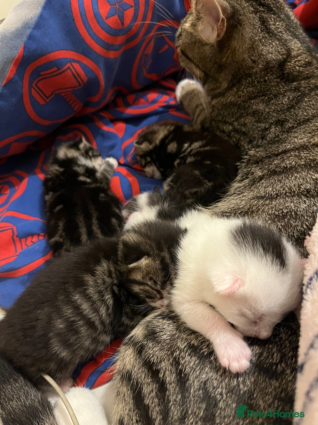 British Shorthair cats for sale: Kittens for sale - Image 16