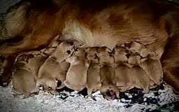 Golden Retriever dogs for sale: Deep Fox Red Golden Retriever Puppies  - Image 4
