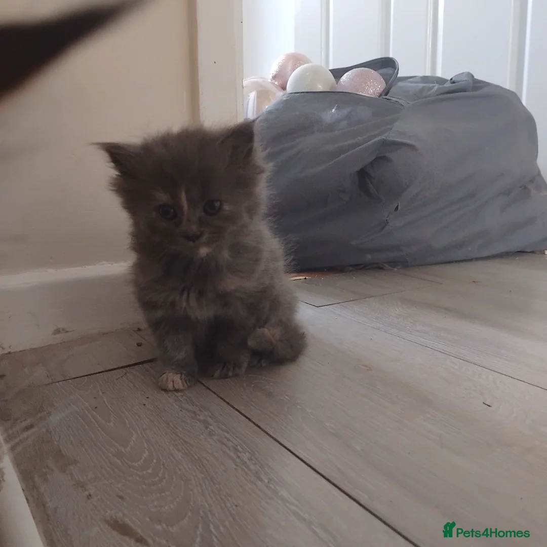 Maine Coon cats for sale: Purebred female main coon kitten - Advert 21