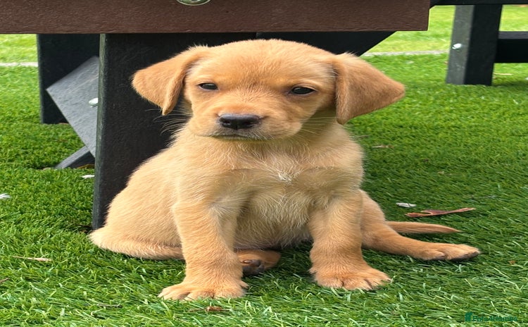 Labrador Retriever dogs in Alva - Advert 5