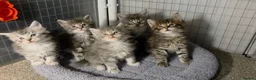 Maine Coon cats for sale: Tica Beautiful Maine Coon Kittens  in Sittingbourne - Advert 20