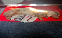 Miniature Dachshund dogs for sale: KC Long Haired Cream Carriers Miniature Dachshunds - Image 27