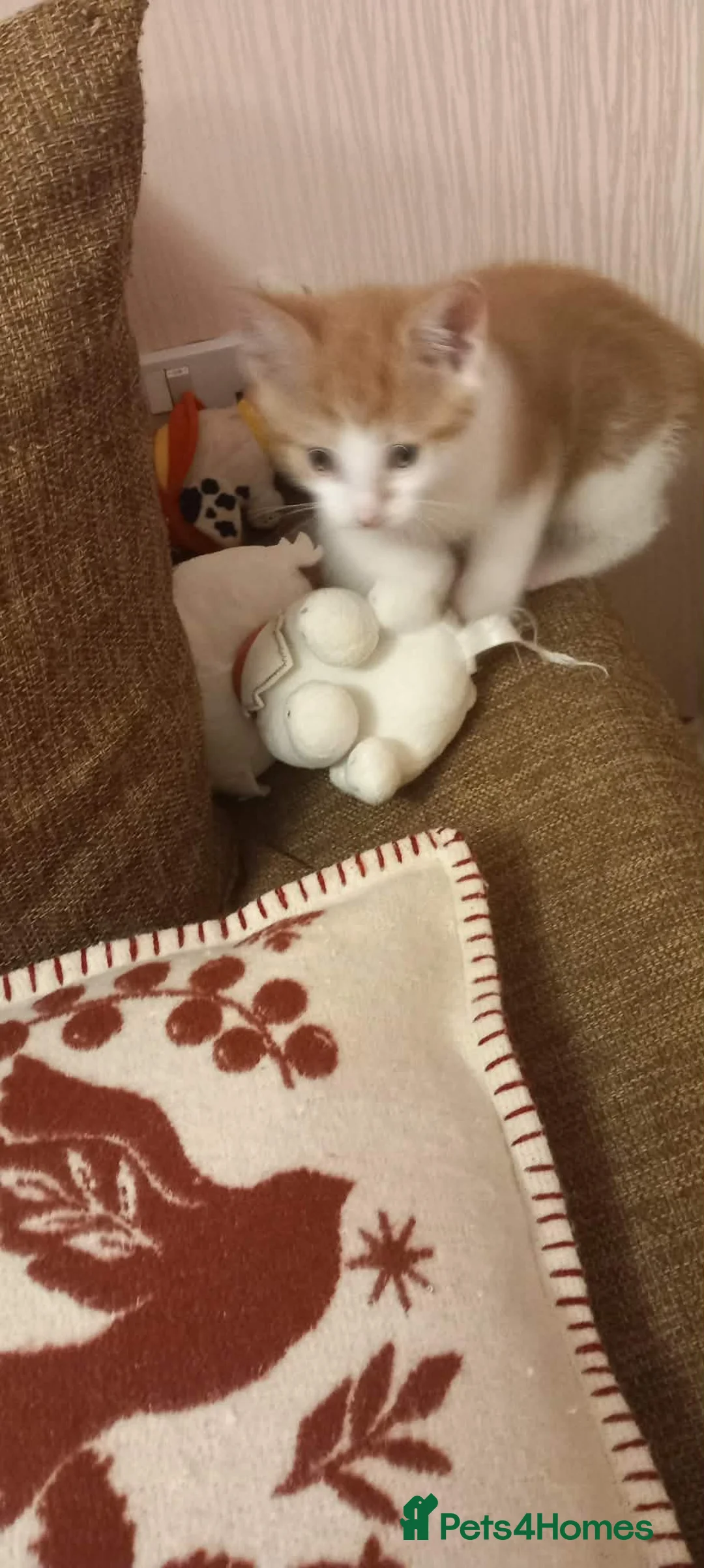 Mixed Breed cats for sale: Kitten  - Advert 7