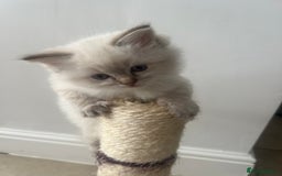 Ragdoll cats for sale: 2 fluffy ragdoll girls READY NOW - Image 6