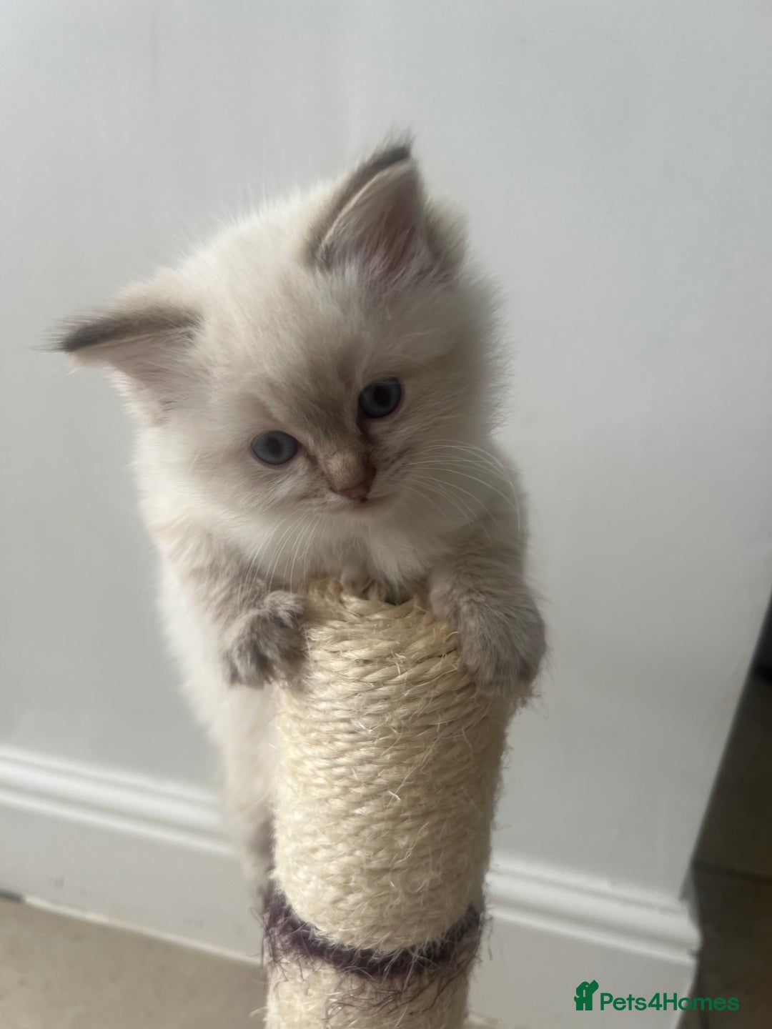 Ragdoll cats for sale: 2 fluffy ragdoll girls READY NOW - Image 6