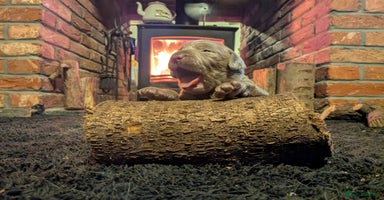 Labrador Retriever dogs Stunning Labrador Puppies from DNA Clear, 0/0 Mum - Advert 3