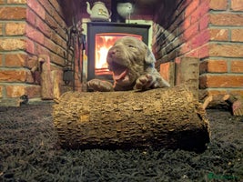 Labrador Retriever dogs Stunning Labrador Puppies from DNA Clear, 0/0 Mum - Advert 3