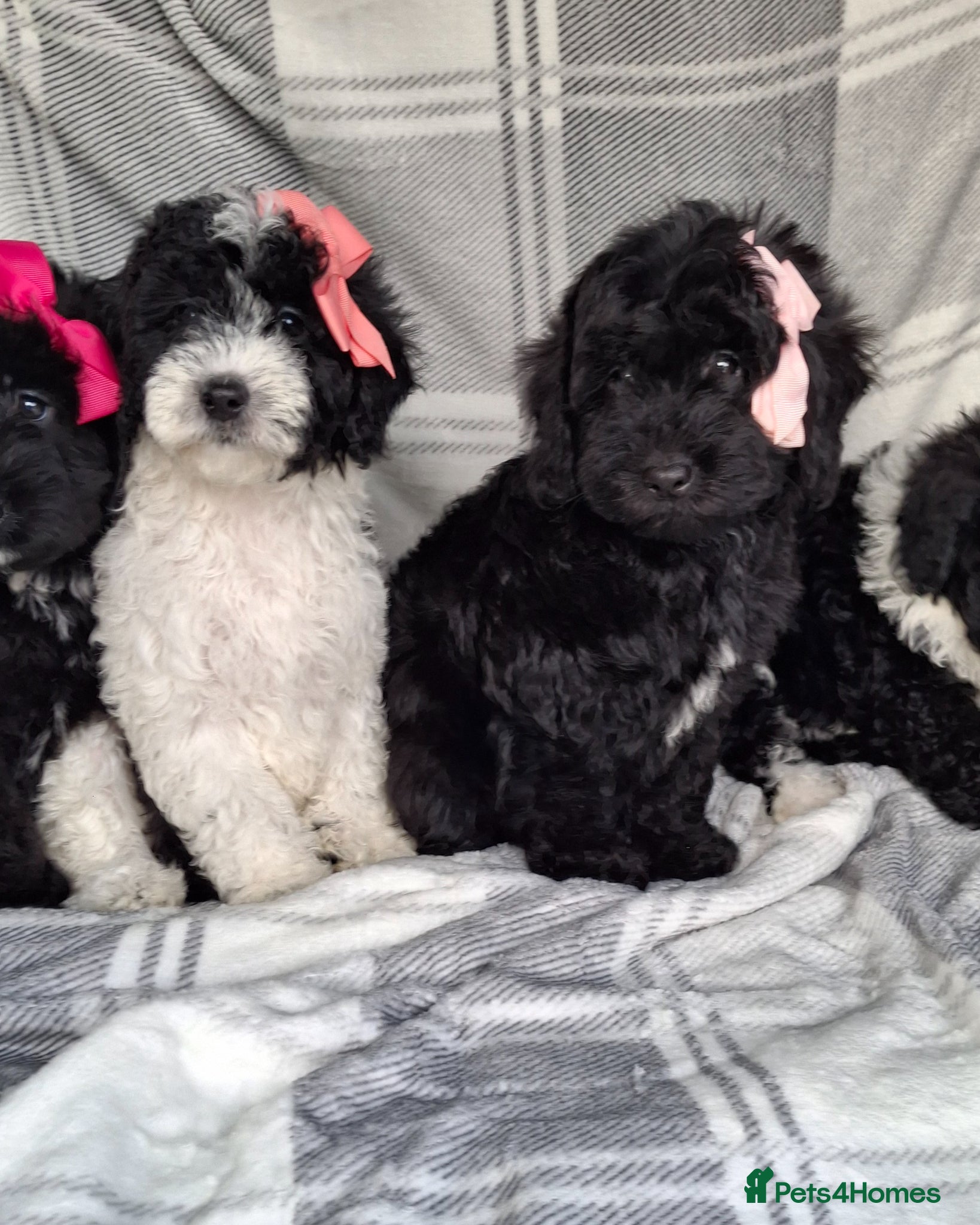 Sproodle dogs Adorable f1b sproodle puppies. - Advert 1