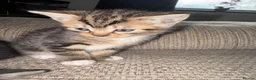Mixed Breed cats for sale: 15 week old kitten  - Advert 6