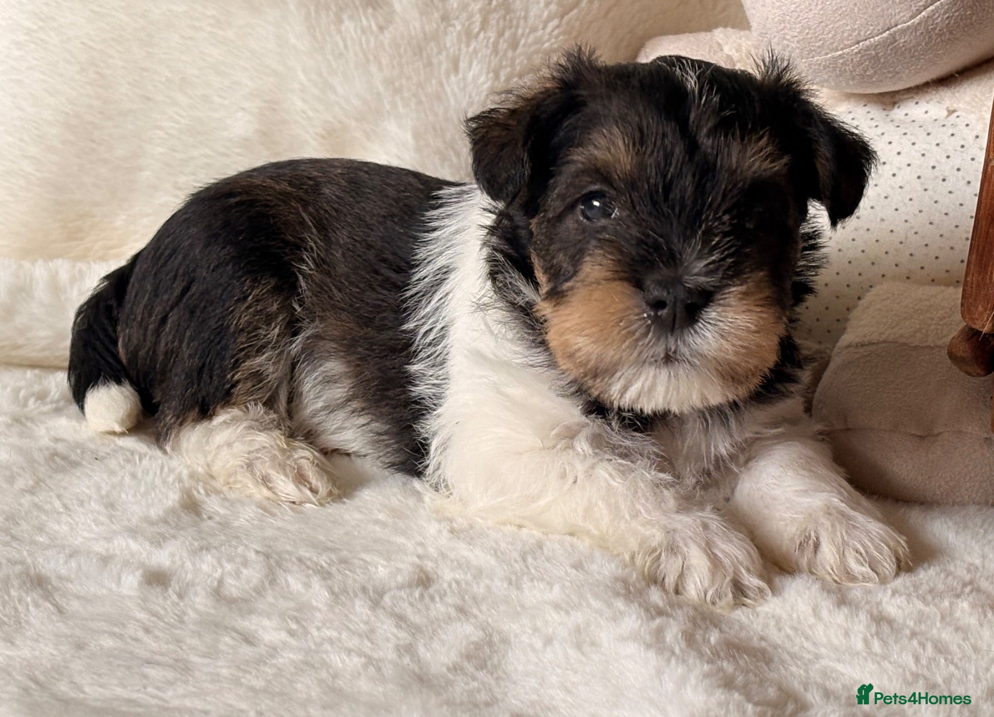Miniature Schnauzer dogs Black Parti with Wheaten Mini Schnauzer KC BVA H/T - Advert 12