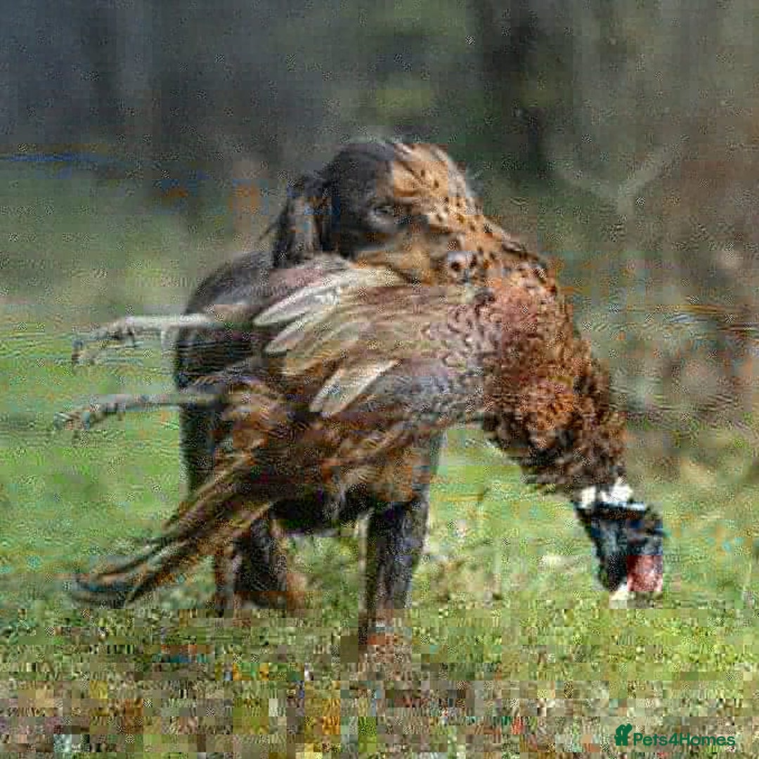 Cocker Spaniel dogs for stud: Cocker for stud in Polegate - Advert 8