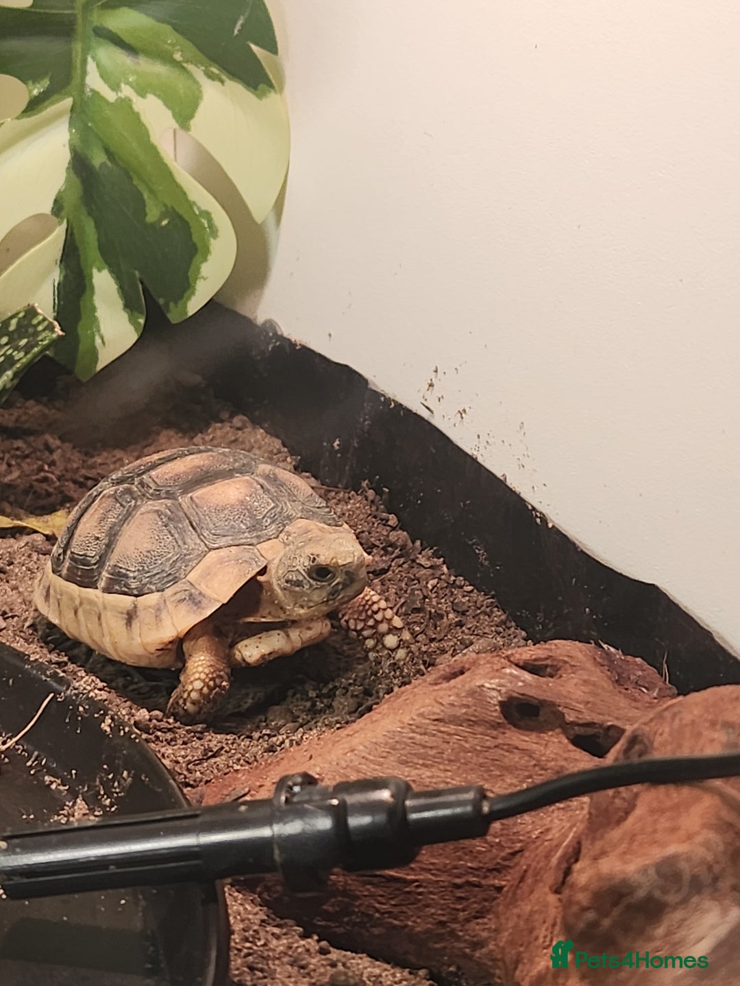Tortoise reptiles for sale: Marginated baby tortoise 10 months old - Advert 1