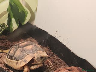 Tortoise reptiles Marginated baby tortoise 10 months old - Advert 1