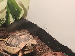 Tortoise reptiles Marginated baby tortoise 9 months old - Advert 16
