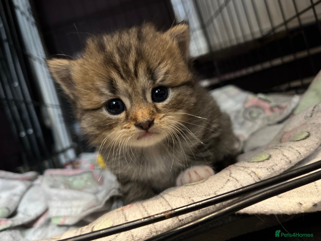 Persian cats for sale: Persian mother tabby daddy - Image 3