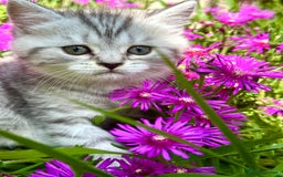 British Shorthair cats for sale: Taby British short hair kittens  - Image 2