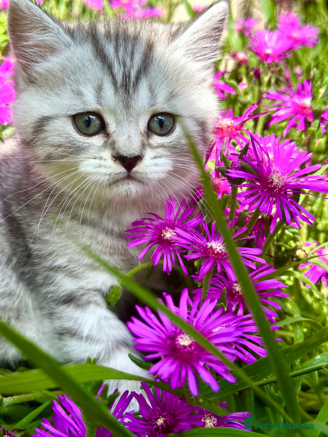 British Shorthair cats for sale: Taby British short hair kittens  - Image 2