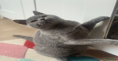 British Shorthair cats - Advert 8