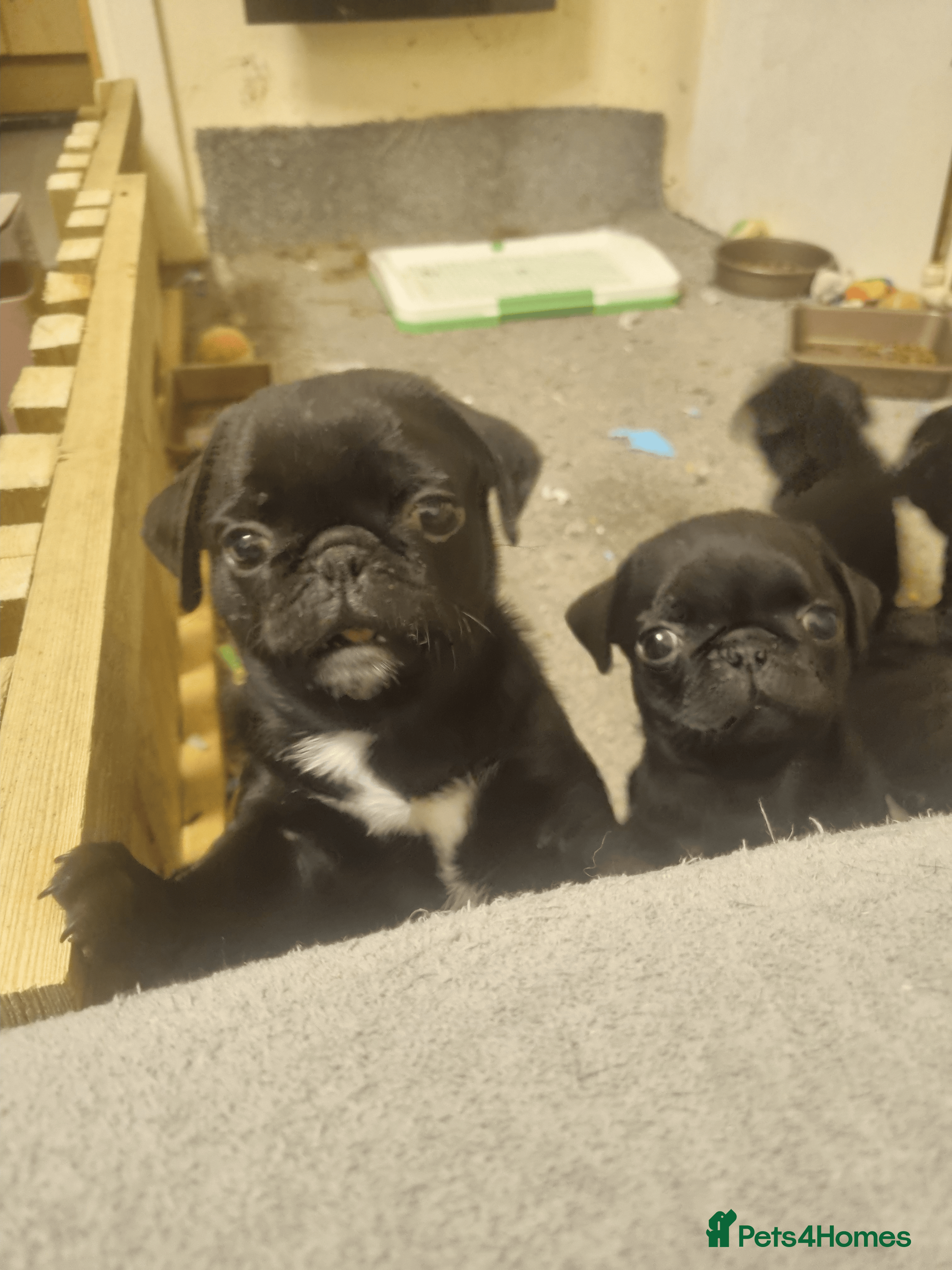 Pug dogs Black pugs - Advert 1