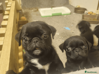 Pug dogs Black pugs - Advert 9
