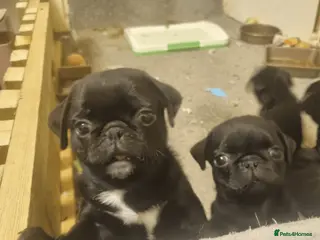 Pug dogs Black pugs - Advert 8