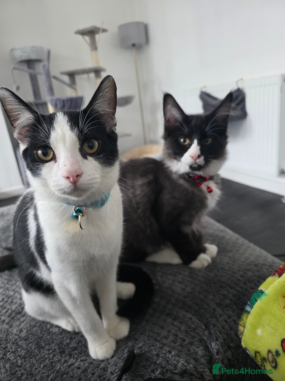 Mixed Breed cats for sale: Stunning maincoon x smudge  - Image 2