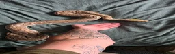 Python Snake reptiles for sale: Royal python - Advert 4