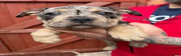 American Bully dogs for sale: Stunning Pocket Bully Puppies in Shrewsbury - Advert 7