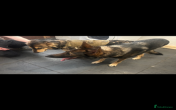 German Shepherd dogs for stud: KC sable male for stud  in Birmingham - Image 6