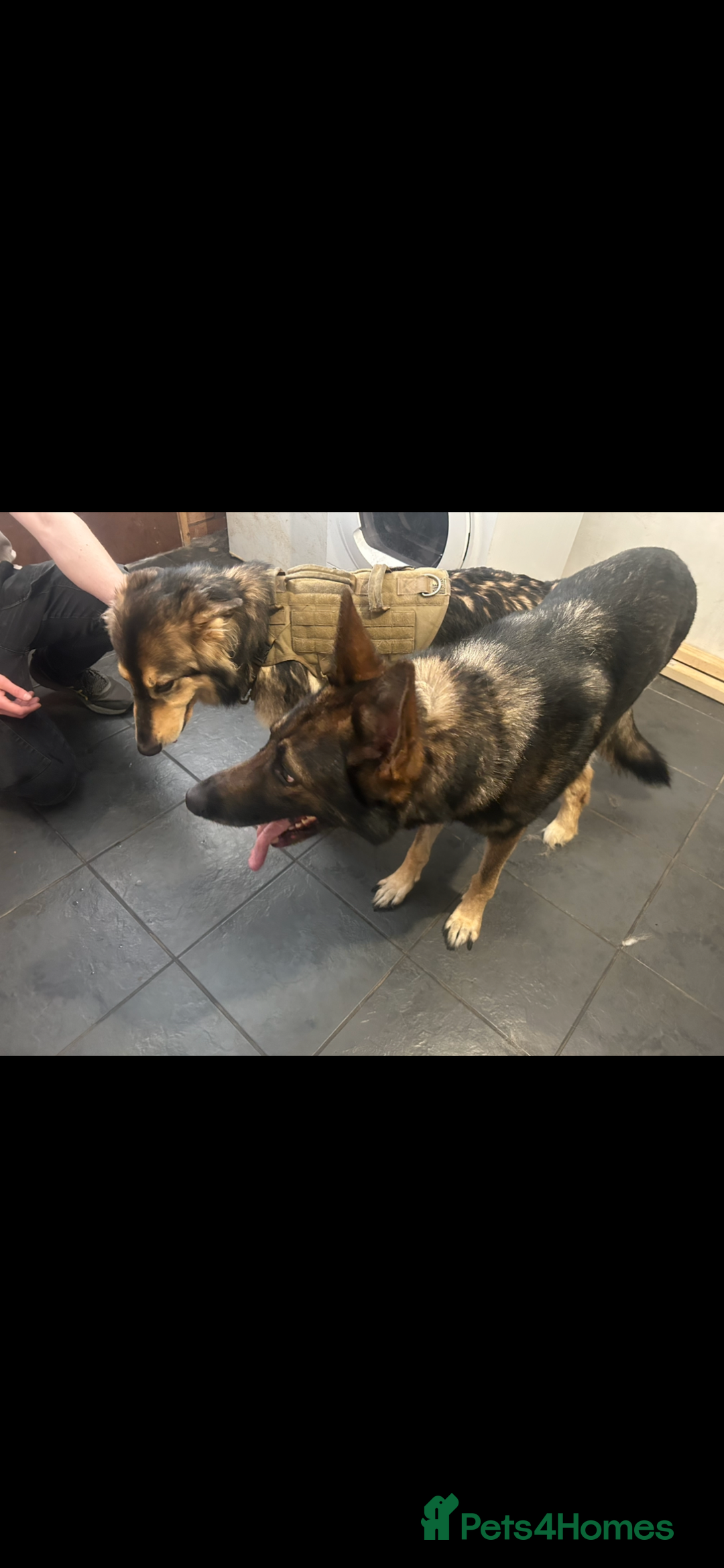 German Shepherd dogs for stud: KC sable male for stud  in Birmingham - Image 6