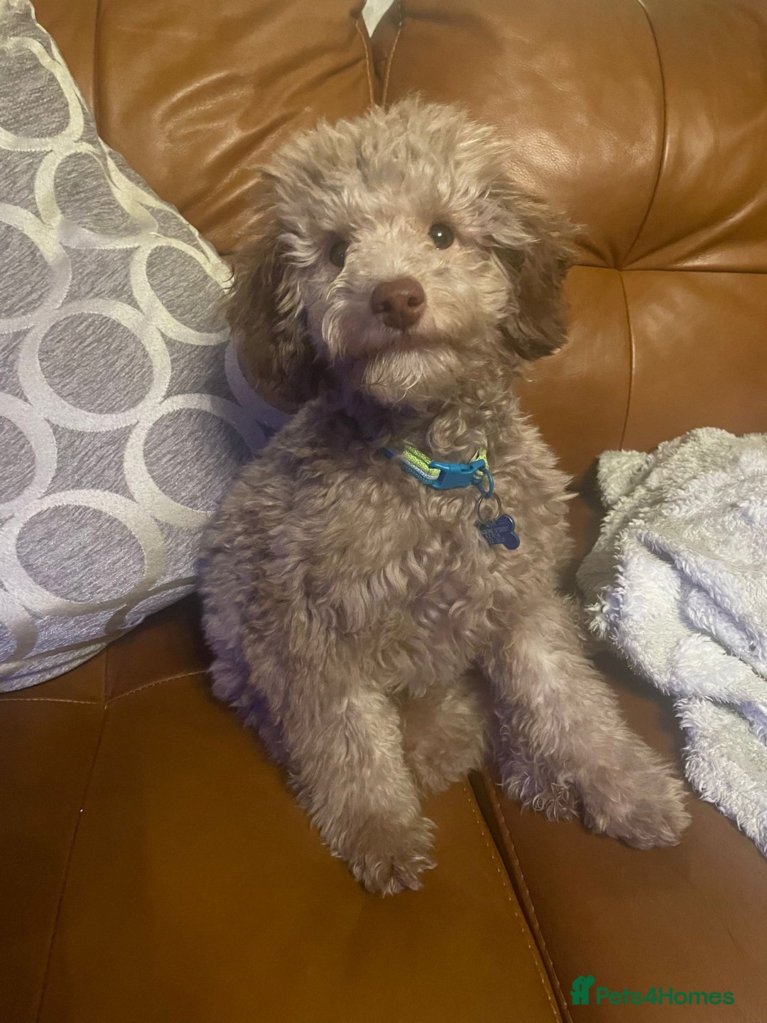 Toy Poodle dogs for stud: Rollo Toy Poodle (Stud only) - Image 2