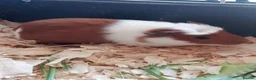 Guinea Pig rodents for sale: Baby Guinea pigs for sale  in Umberleigh - Advert 4