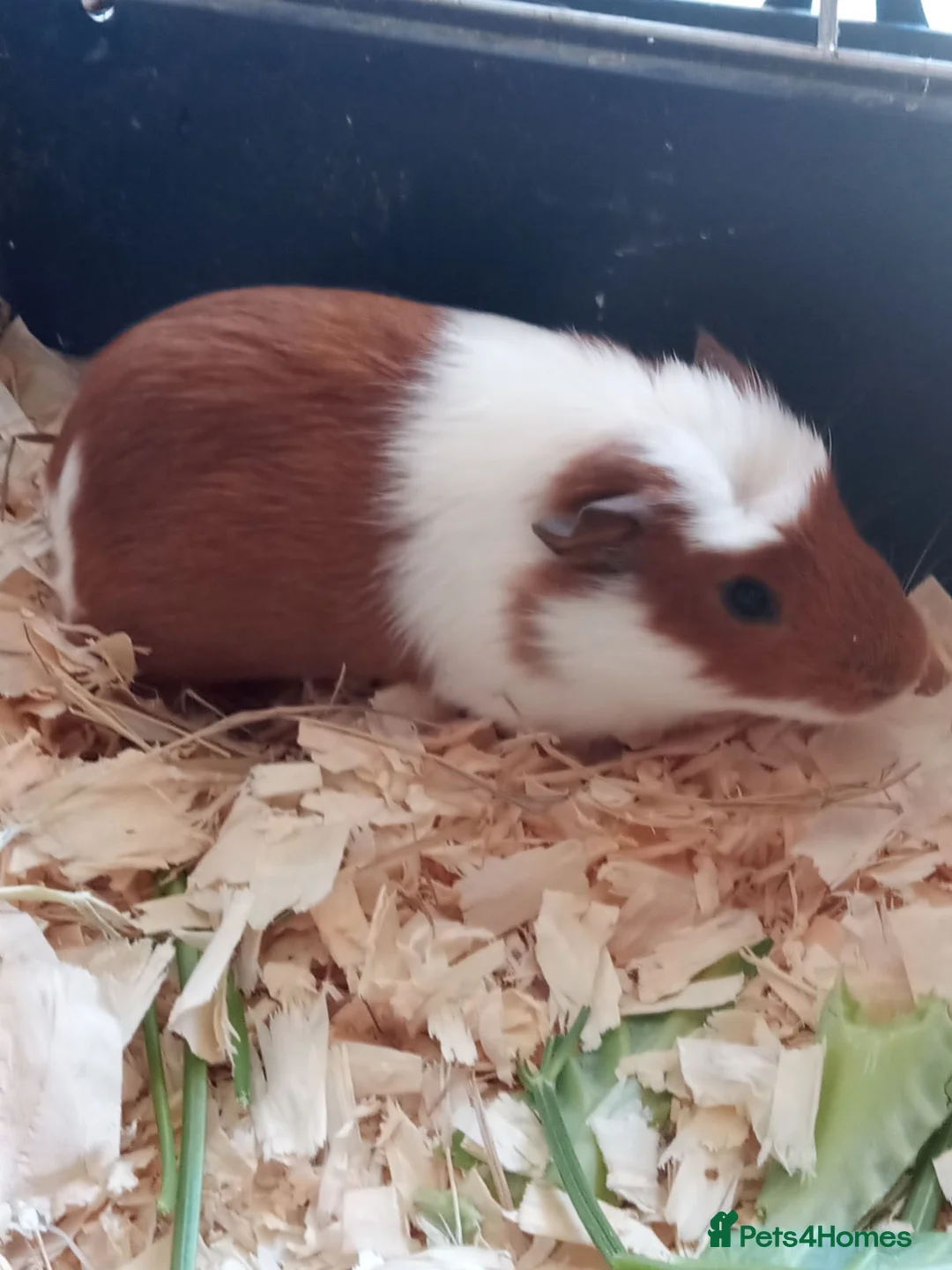 Guinea Pig rodents for sale: Baby Guinea pigs for sale  in Umberleigh - Advert 4