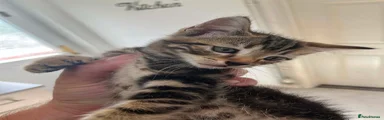 Domestic Shorthair 2