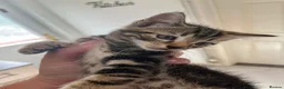 Domestic Shorthair cats for sale: Beautiful kittens needing homes  - Advert 10