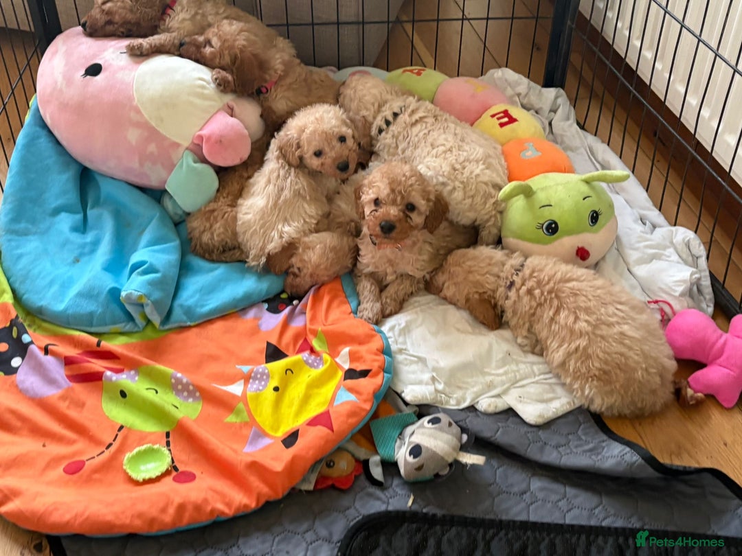 Cockapoo dogs for sale: Teddy bear cute Tiny Cockapoos  - Advert 31