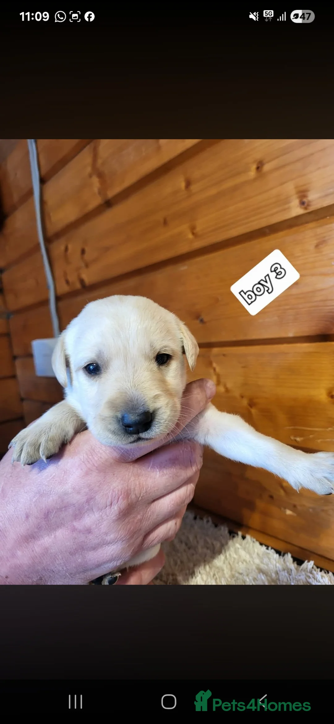 Labrador Retriever dogs for sale: Labrador puppies  - Advert 27