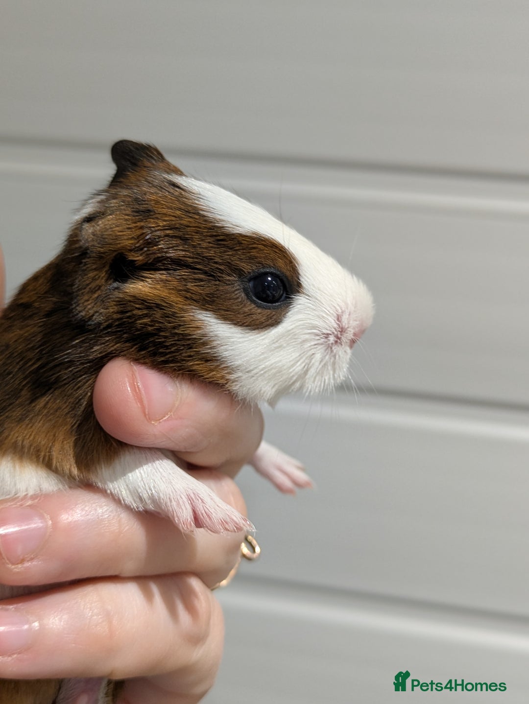 Guinea Pig rodents for sale: Guinea pigs location Dagenham Essex  - Advert 13