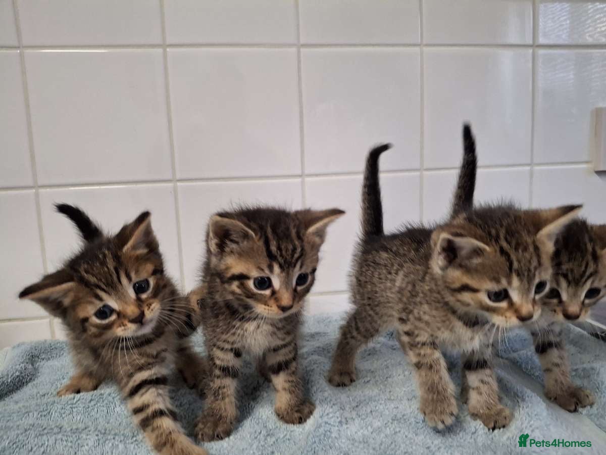 British Shorthair cats pure tabby kittens - Advert 1